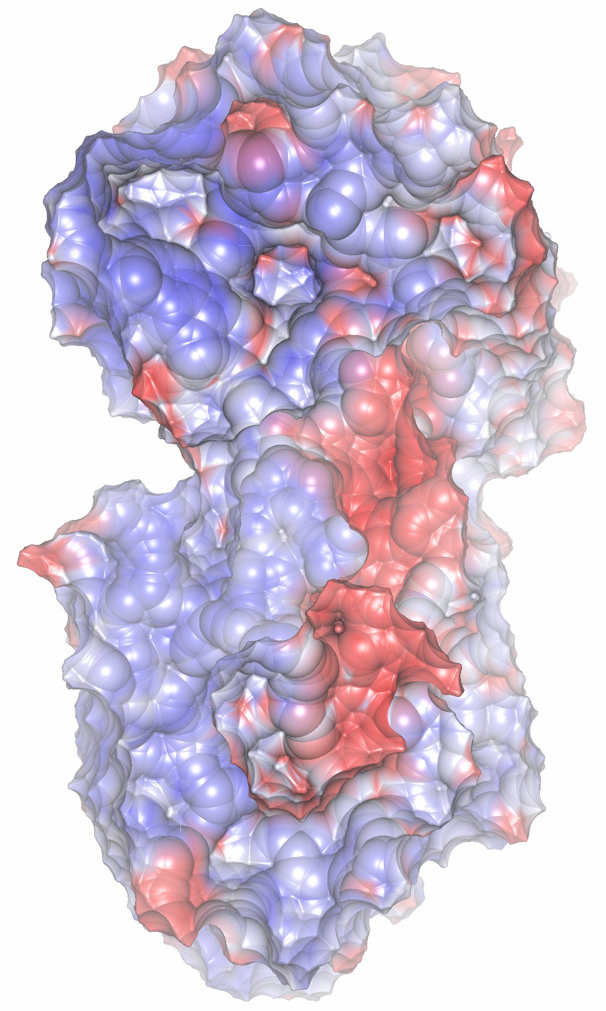 Molecular surface of a ribosomal sub-unit, medium probe.